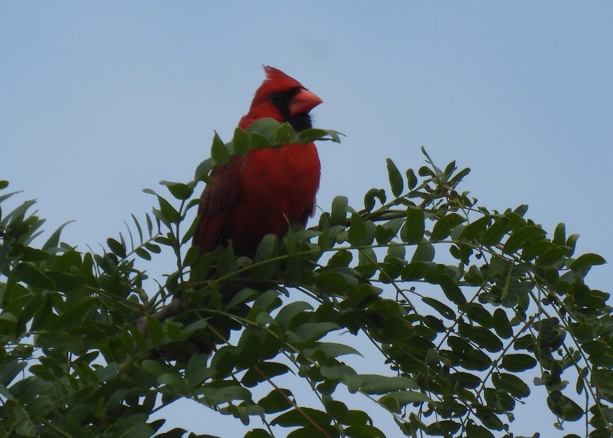 Northern Cardinal - ML620772689