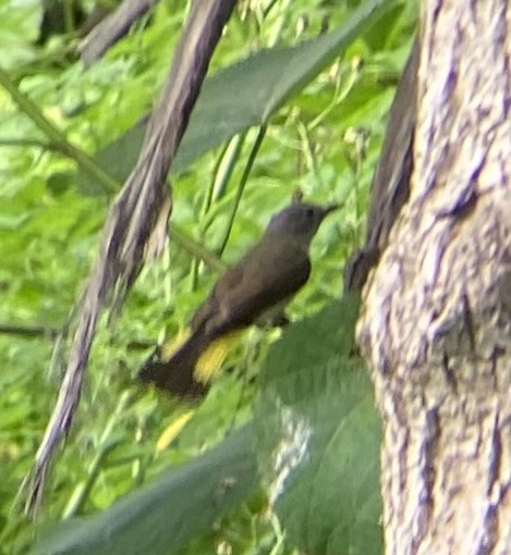 American Redstart - ML620772690