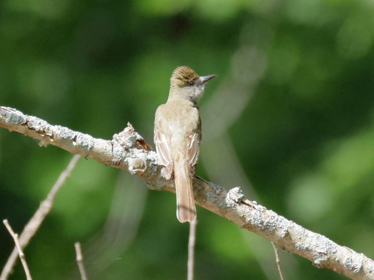 Great Crested Flycatcher - ML620772691