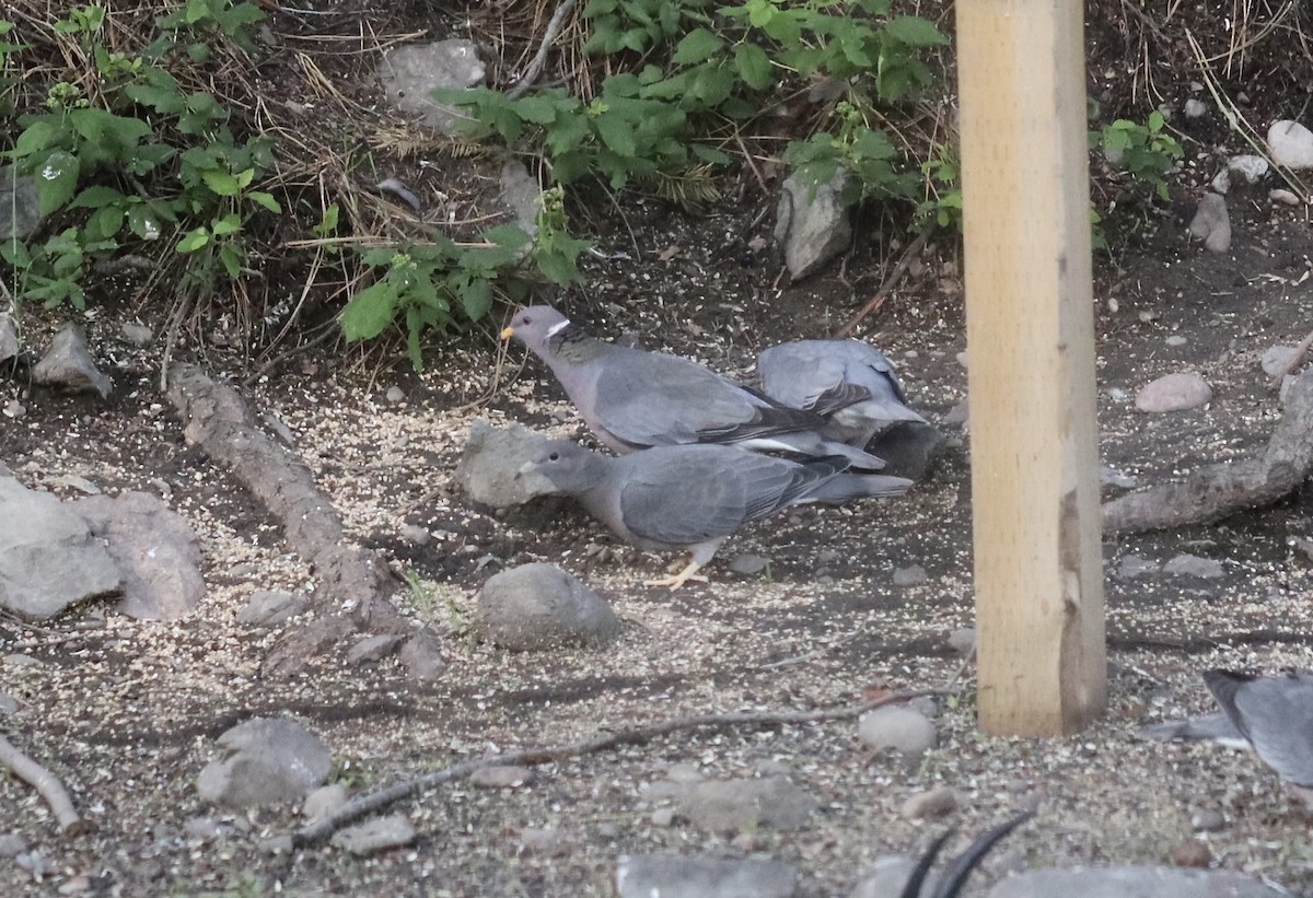 Band-tailed Pigeon - ML620772702