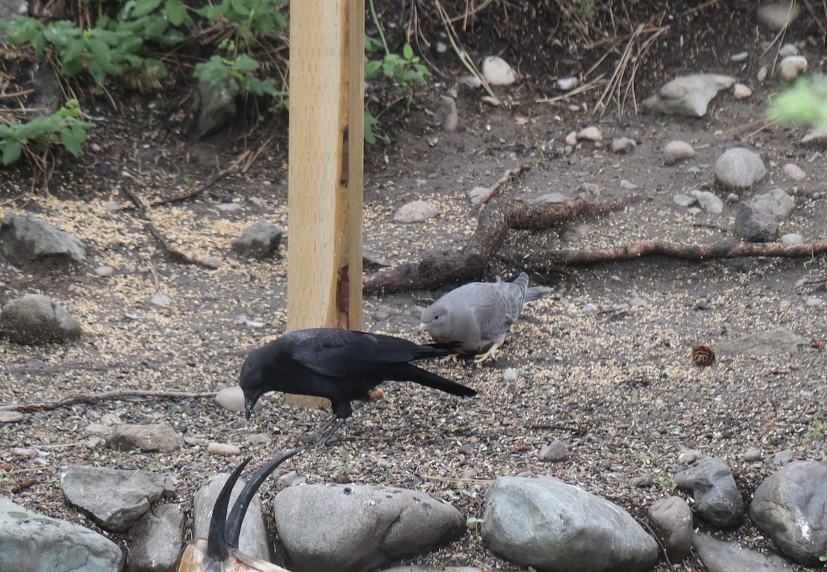 Band-tailed Pigeon - ML620772703