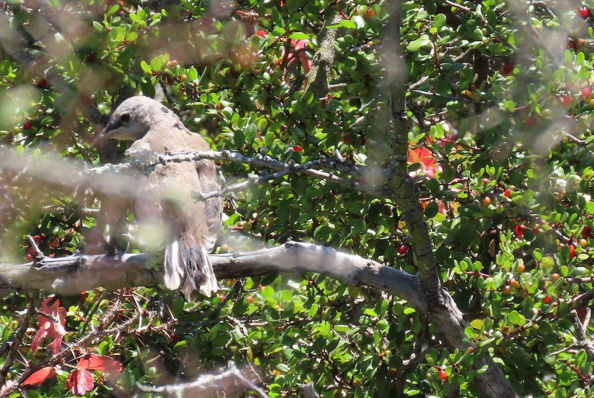 ub. fugl (Aves sp.) - ML620772716