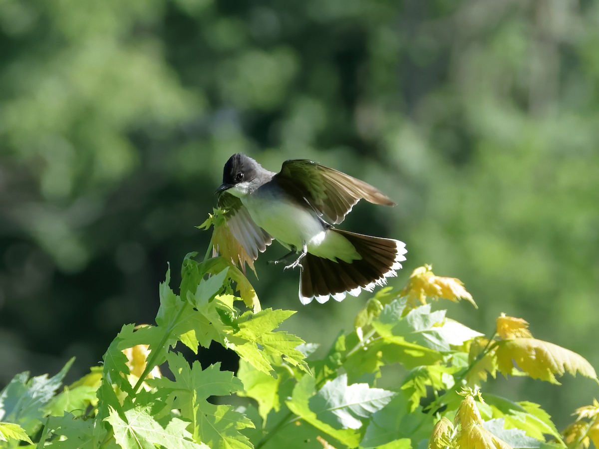 Eastern Kingbird - ML620772718