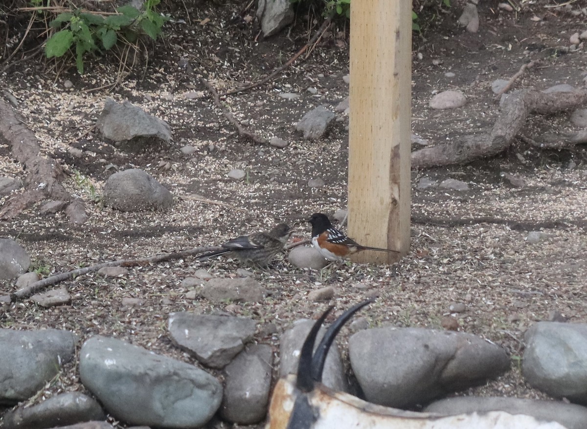 Spotted Towhee - ML620772719
