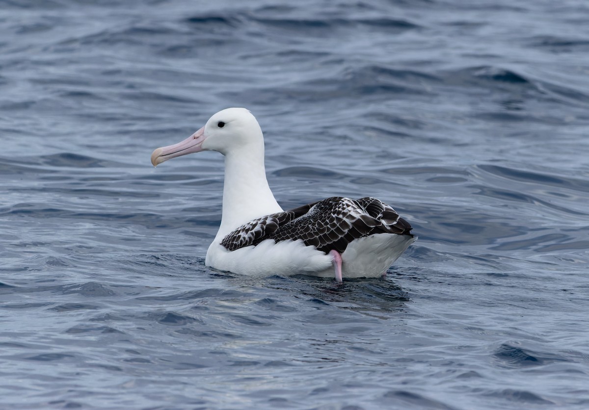 Güneyli Kral Albatros - ML620772727