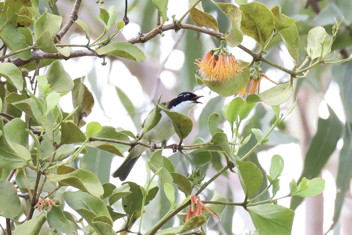 White-throated Honeyeater - ML620772728