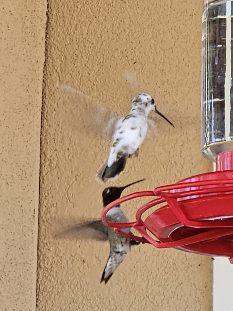 Black-chinned Hummingbird - ML620772730