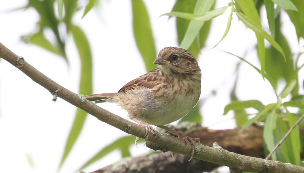 Song Sparrow - maggie peretto