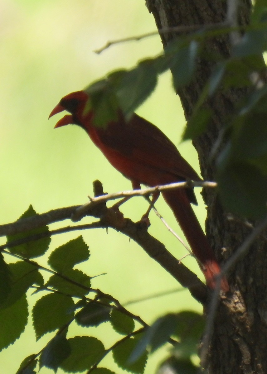 Northern Cardinal - ML620772734