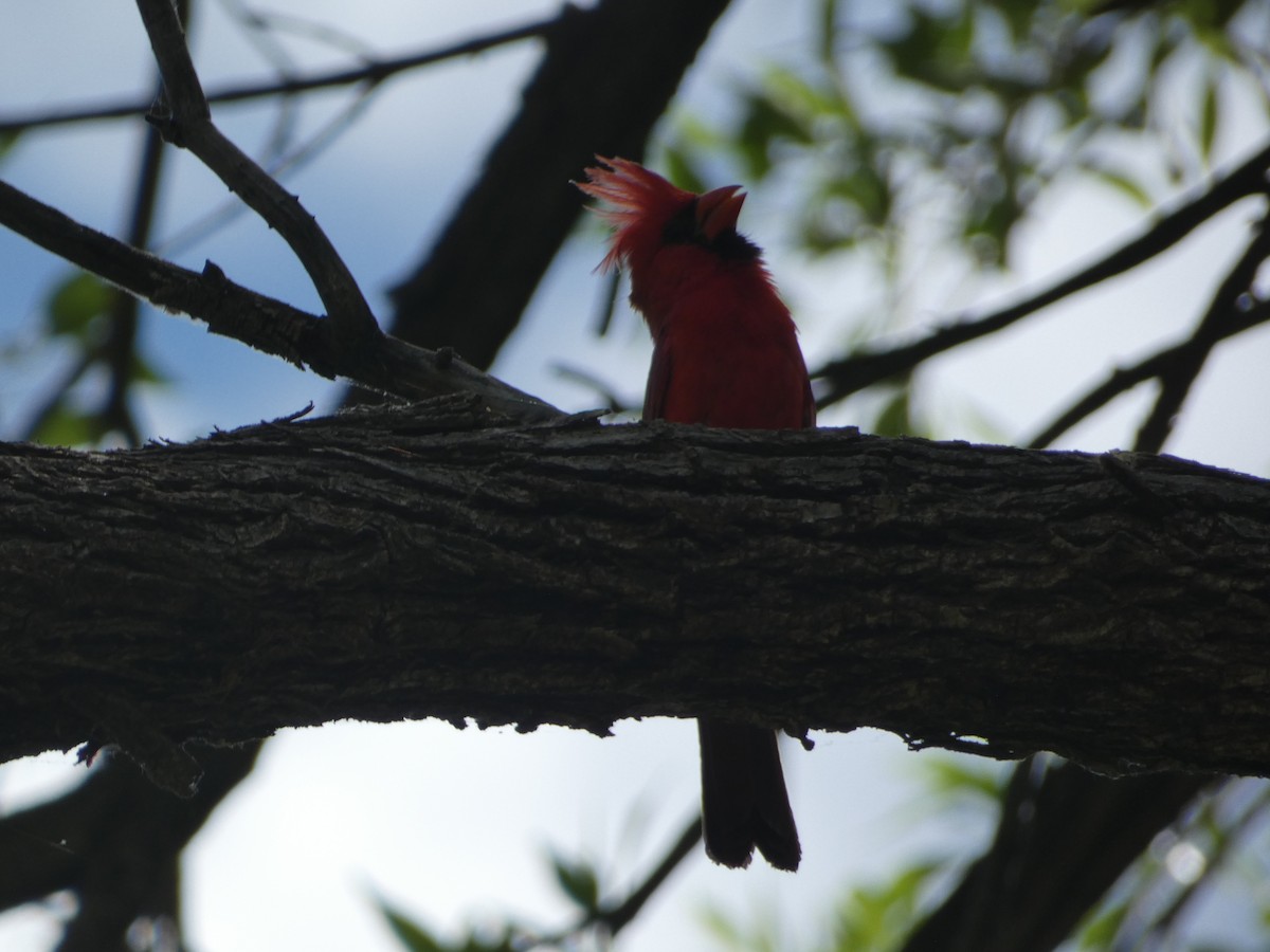 Cardinal rouge - ML620772735