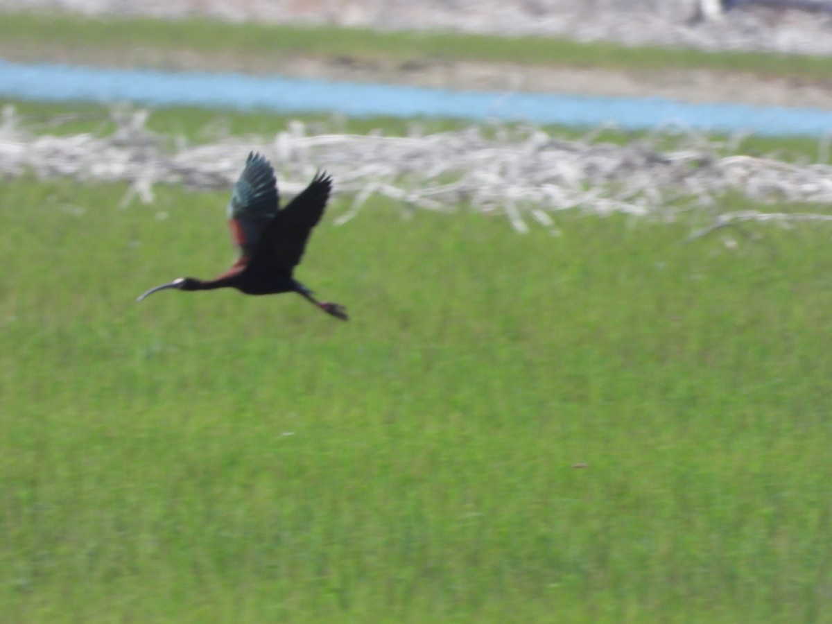 Ibis à face blanche - ML620772741