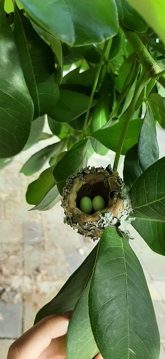 tanımsız Trochilidae sp. - ML620772745