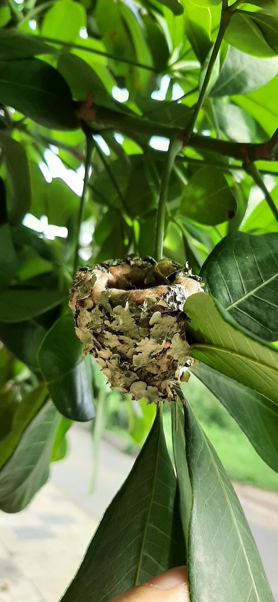 tanımsız Trochilidae sp. - ML620772746