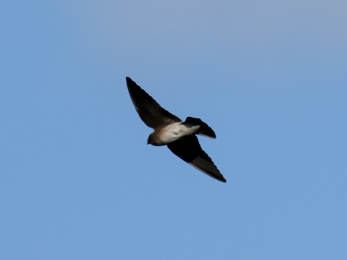 Northern Rough-winged Swallow - Charlie Arp