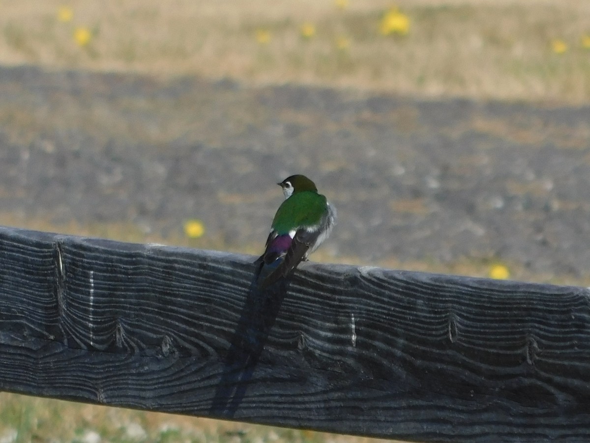 Violet-green Swallow - ML620772752