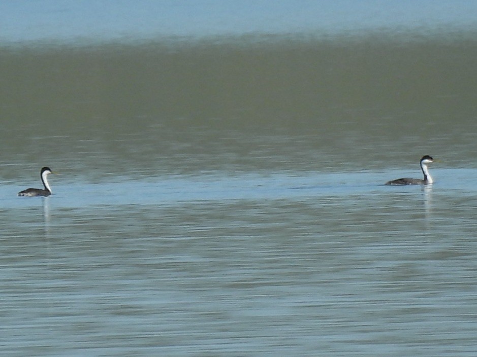 Western Grebe - ML620772755