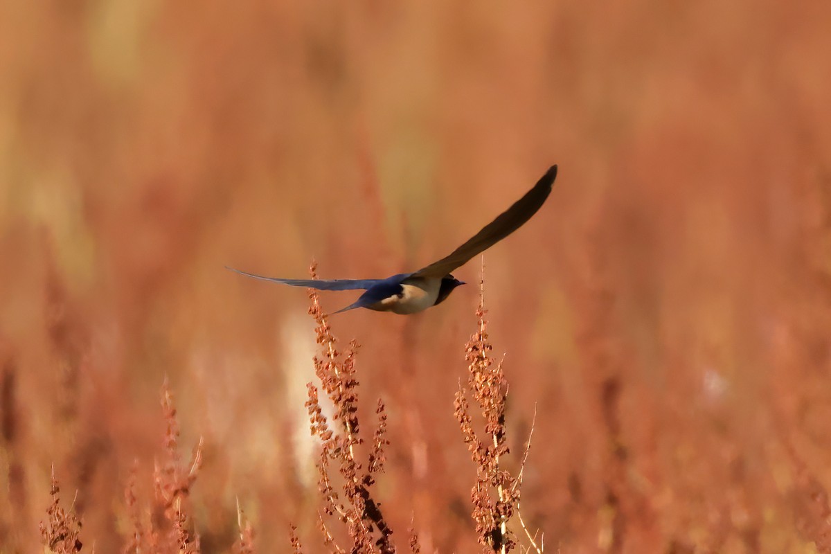 Barn Swallow - ML620772756