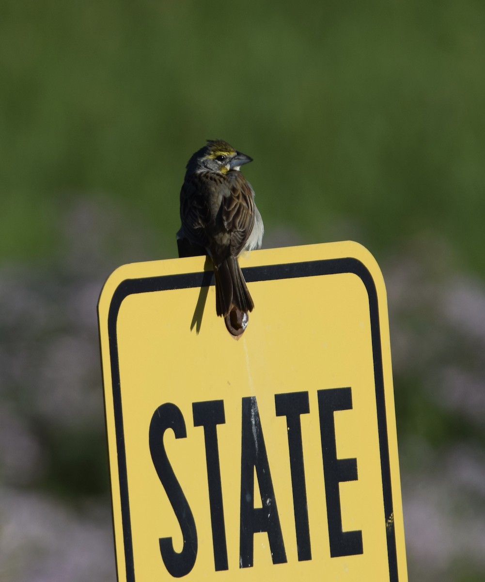 Dickcissel - ML620772757