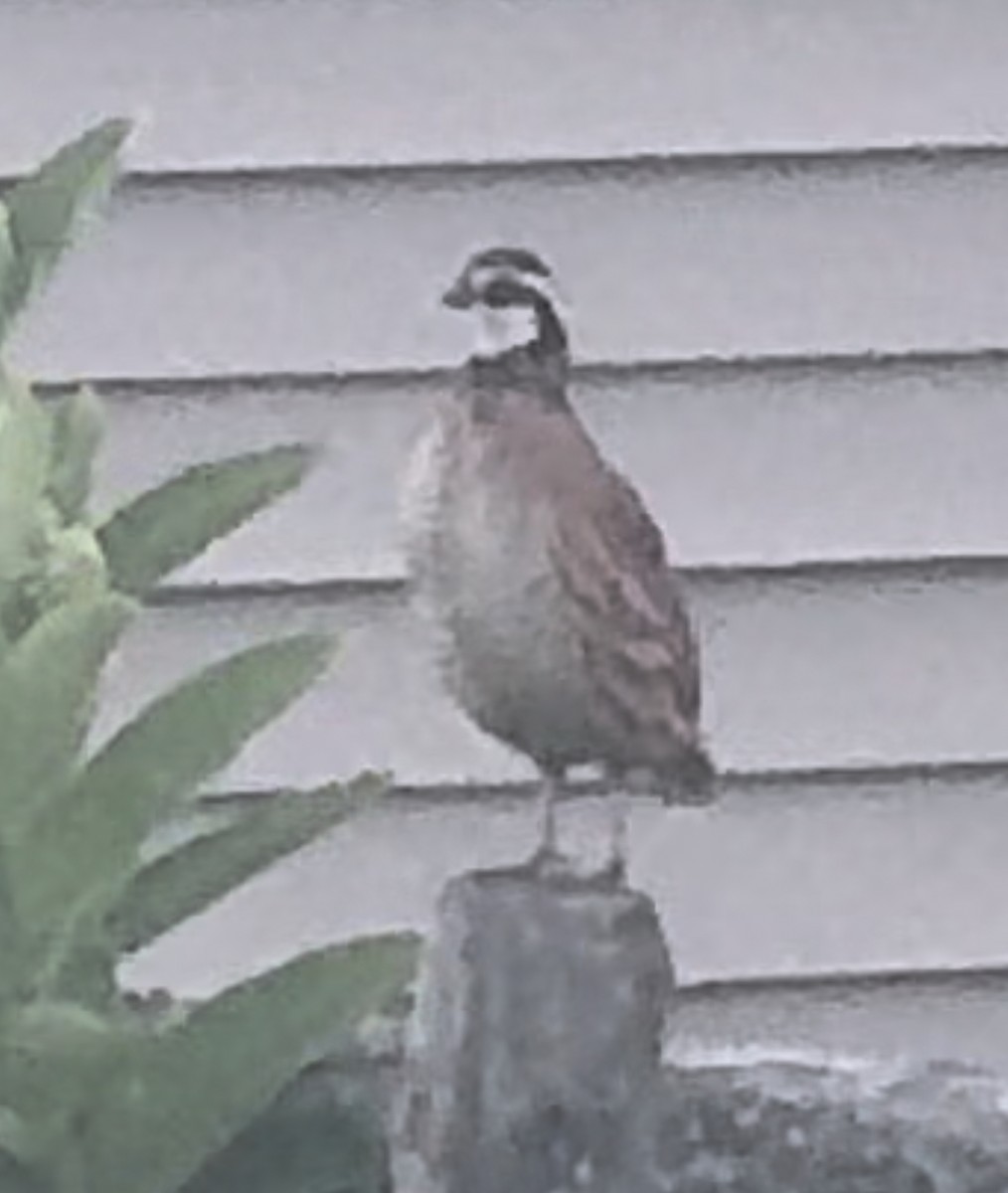 Northern Bobwhite - ML620772758