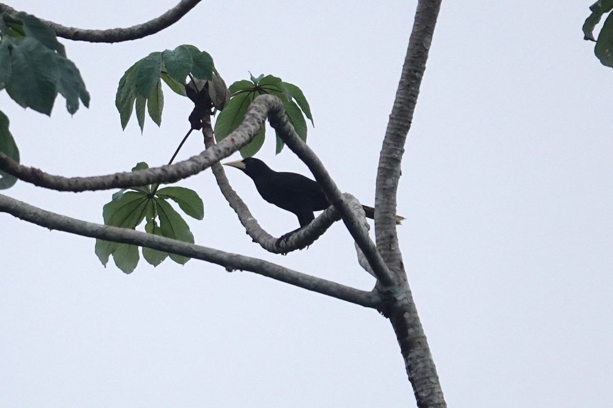 Crested Oropendola - ML620772763