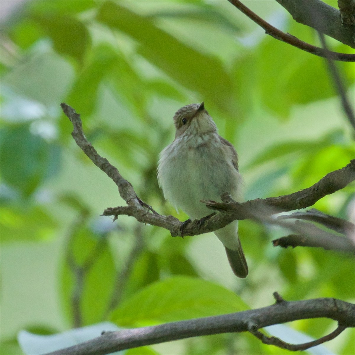 Spotted Flycatcher - ML620772767