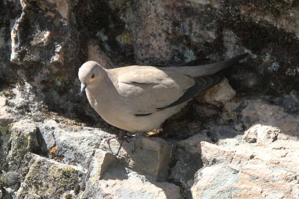 Black-winged Ground Dove - ML620772771