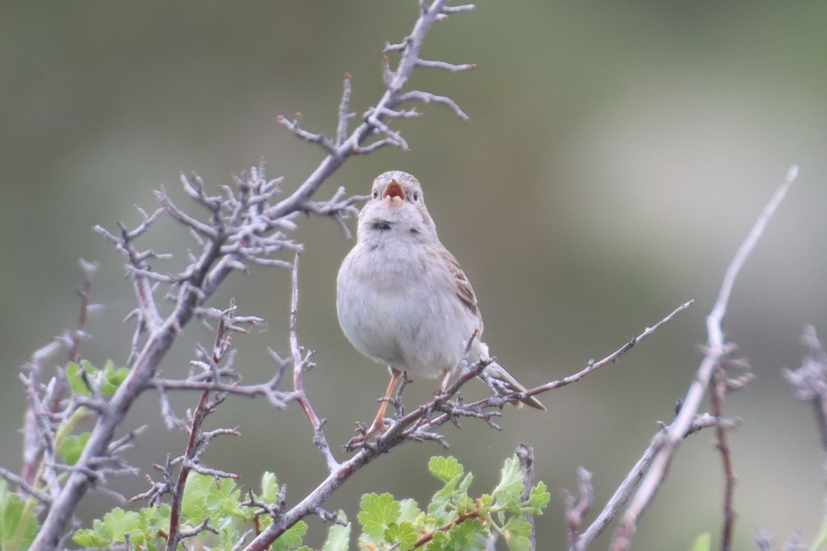 Brewer's Sparrow - ML620772777