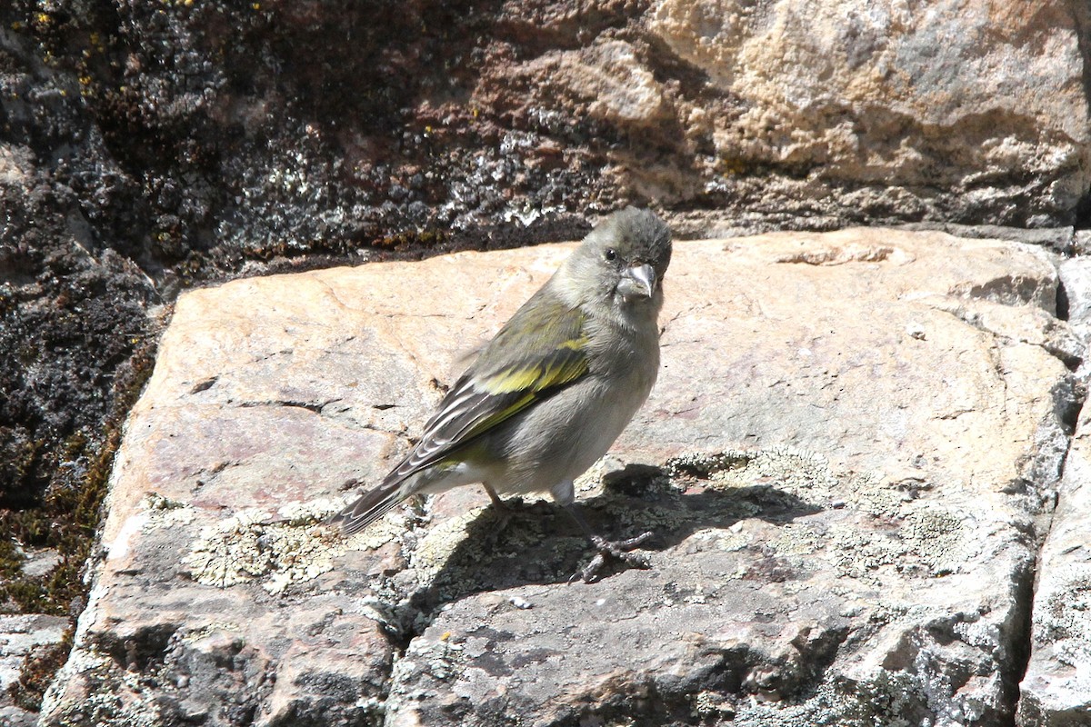 Thick-billed Siskin - ML620772779