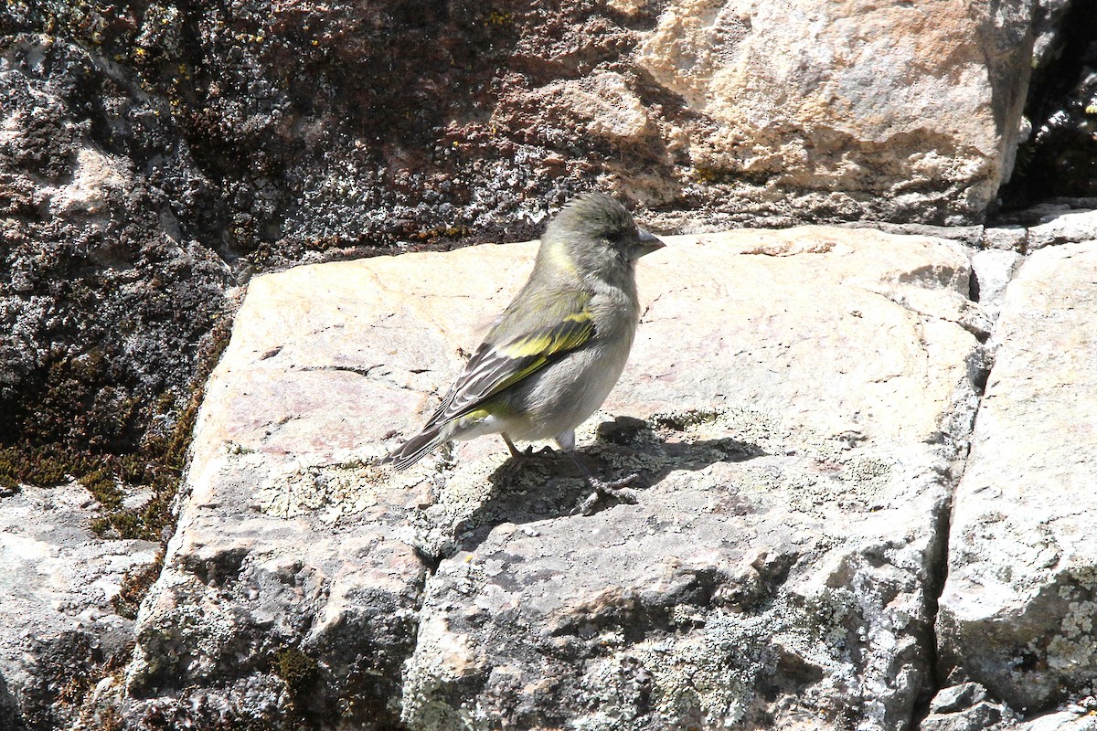 Thick-billed Siskin - ML620772780