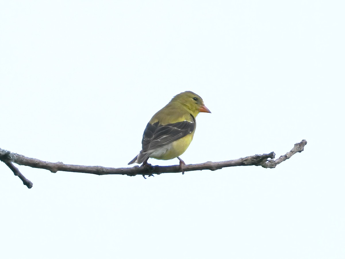 American Goldfinch - ML620772781