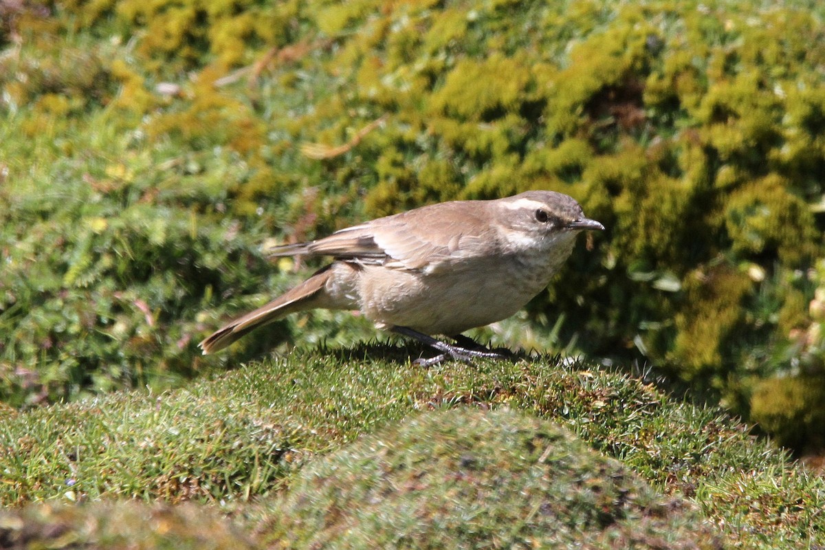 Cream-winged Cinclodes - ML620772784