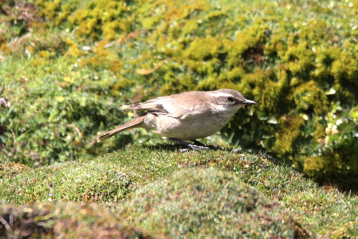 Cream-winged Cinclodes - ML620772785