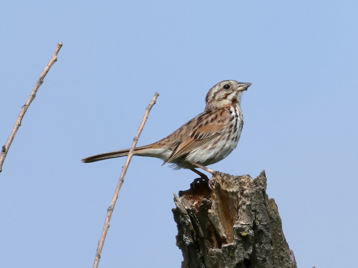 Song Sparrow - ML620772786