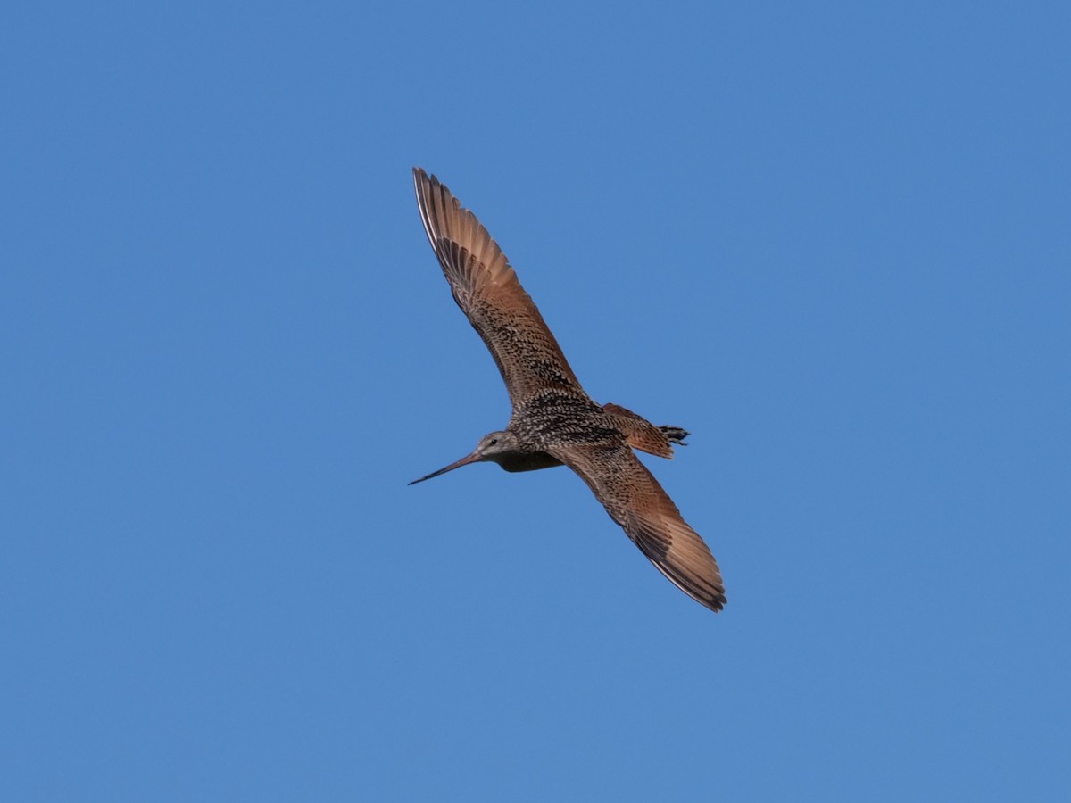 Marbled Godwit - ML620772788