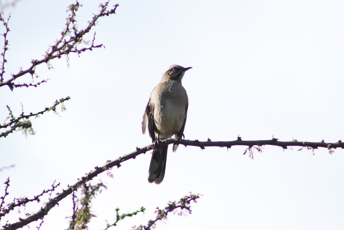 Chilean Mockingbird - ML620772790