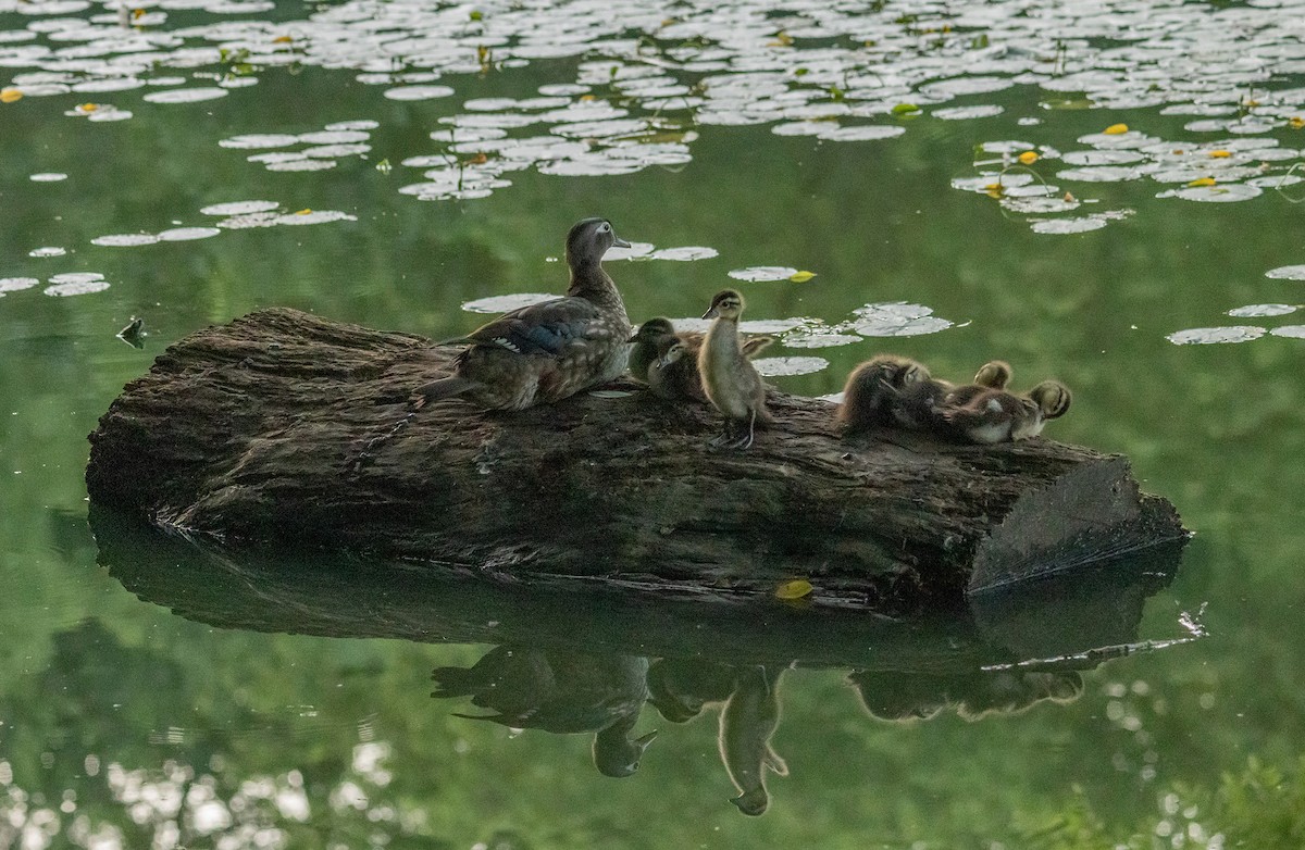 Wood Duck - ML620772791