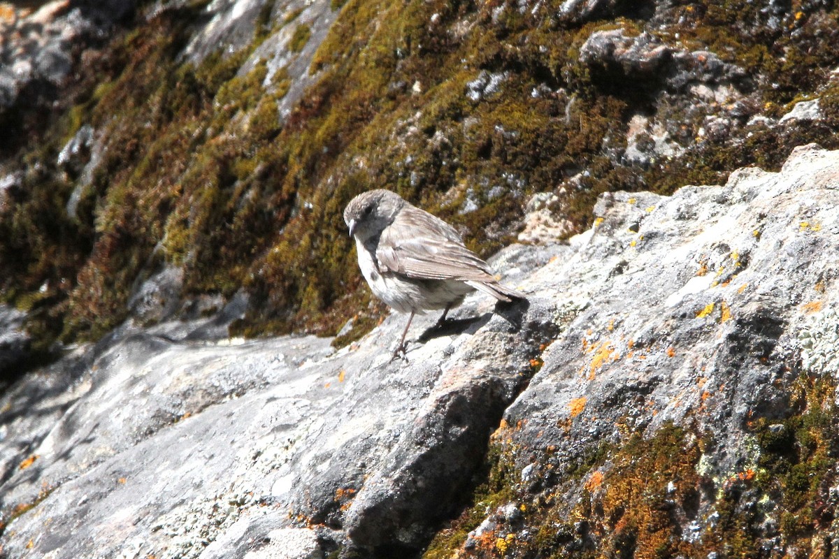 Ash-breasted Sierra Finch - ML620772793