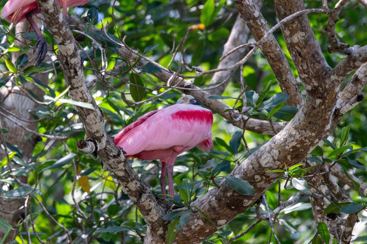 Roseate Spoonbill - ML620772794