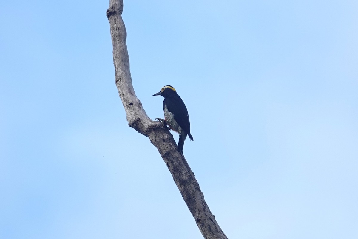 Yellow-tufted Woodpecker - ML620772796