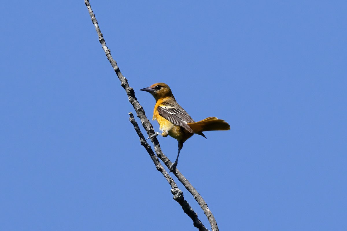 Baltimore Oriole - ML620772797