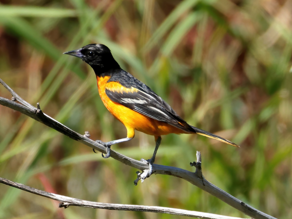 Baltimore Oriole - ML620772798