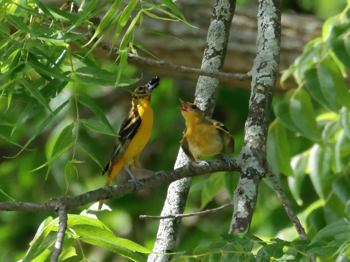 Baltimore Oriole - ML620772799