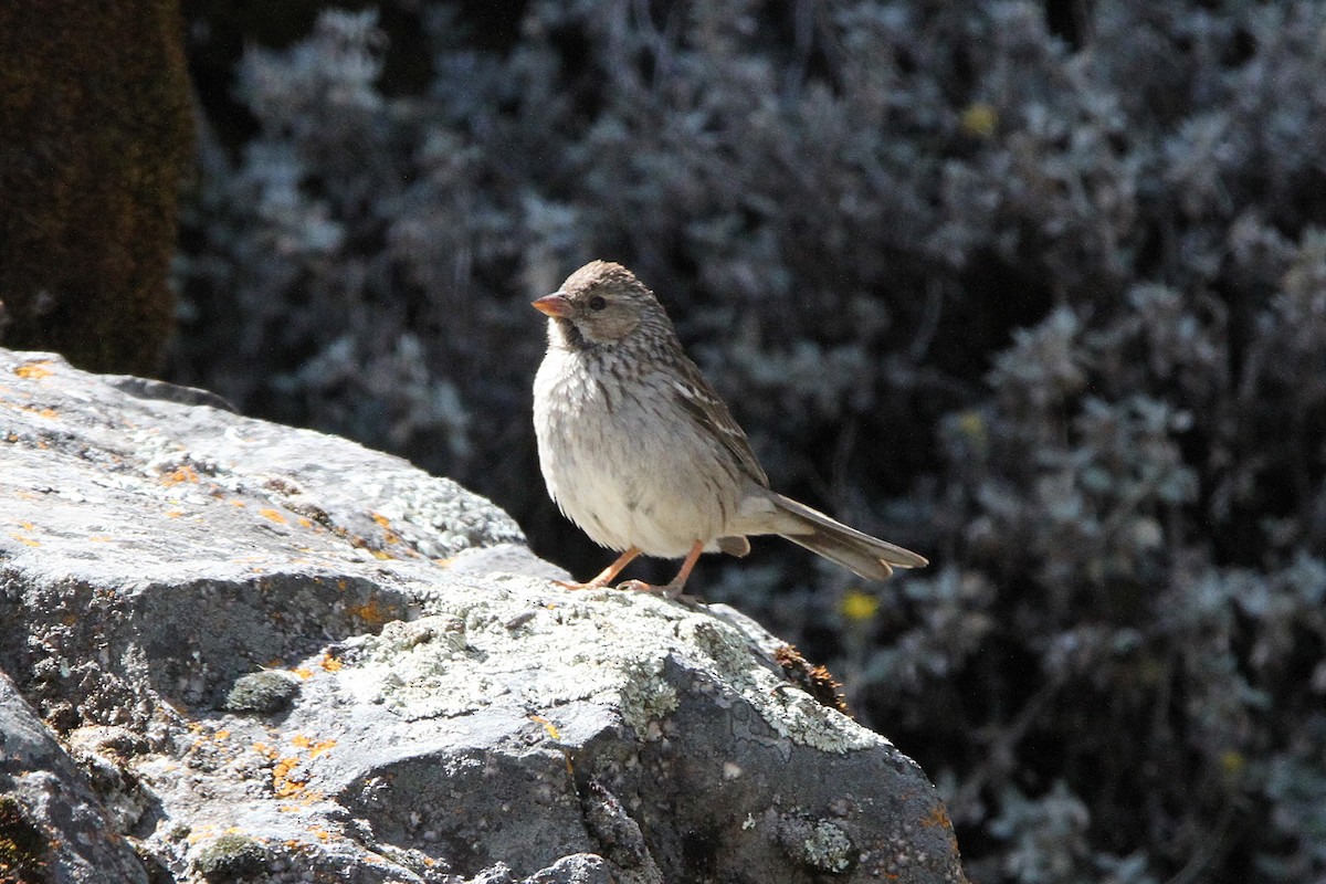 Mourning Sierra Finch - ML620772800