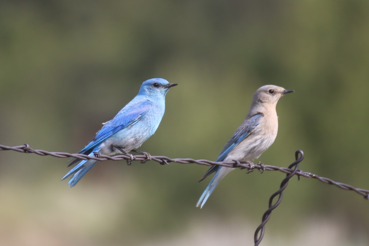 Mountain Bluebird - ML620772802