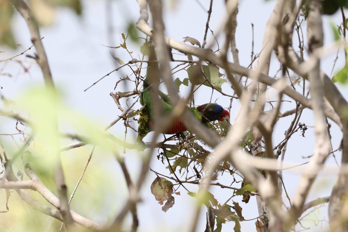 Coconut Lorikeet - ML620772803