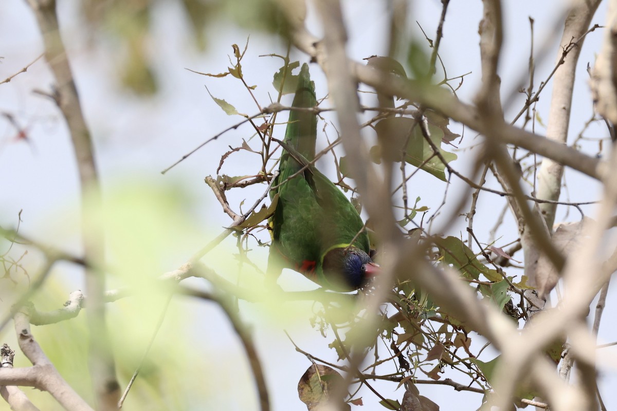 Coconut Lorikeet - ML620772804