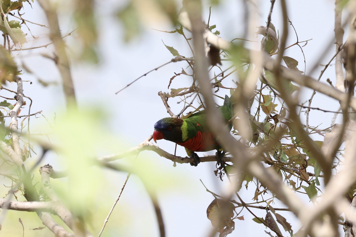 Coconut Lorikeet - ML620772805