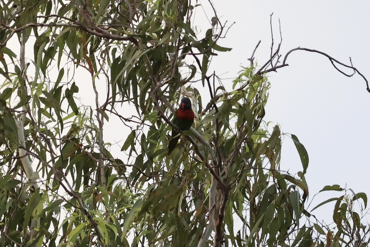 Coconut Lorikeet - ML620772807