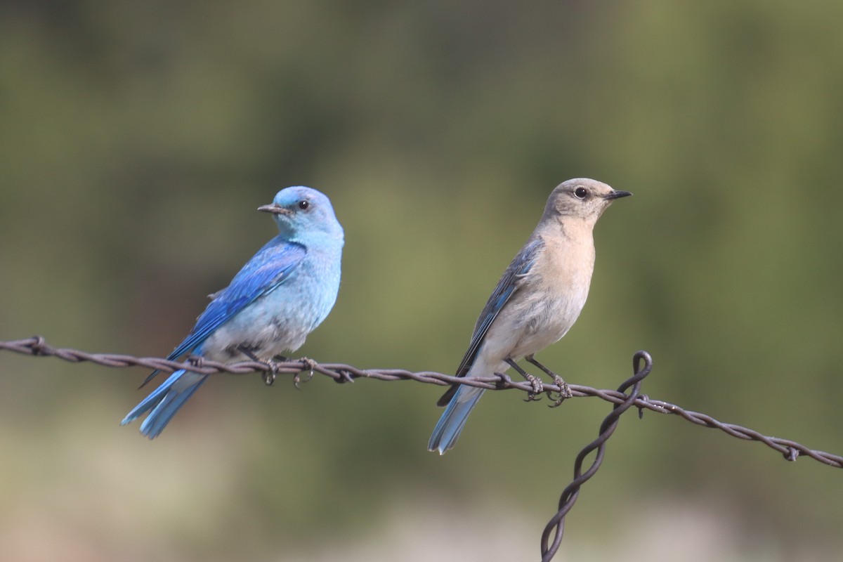 Mountain Bluebird - ML620772808