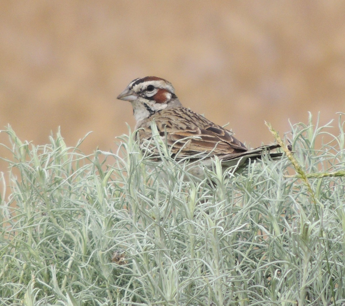 Lark Sparrow - ML620772809